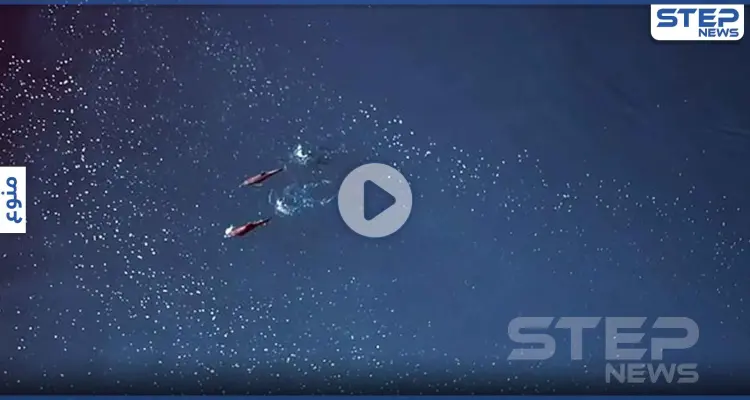 بالفيديو|| لقطات نادرة للدلافين "خشنة الأسنان" وهي تتشارك في الطعام وتقوم في التزاوج وسط المحيط: أخبار