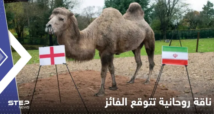 ناقة روحانية تكشف توقعاتها حول الفائز من مباراة قطر والإكوادور وإنجلترا وإيران: أخبار