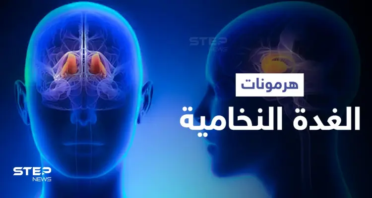 تعرّف على أهمية الغدة النخامية وهرموناتها الضرورية للحياة الزوجية والإنجاب: أخبار