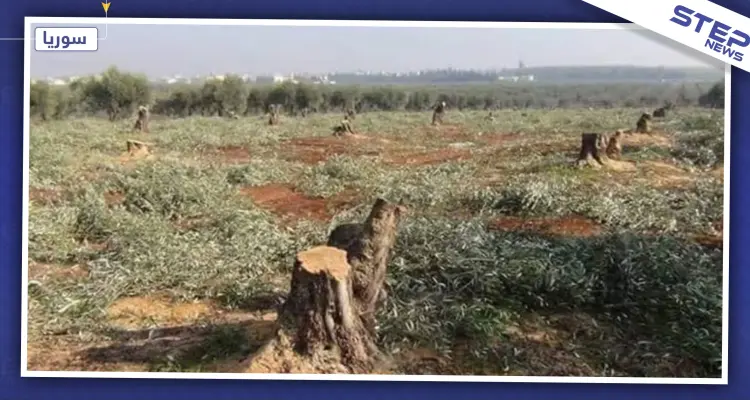 خاص|| قادة المعارضة الموالية لتركيا يقضون على الثروة الحراجية شمالي حلب بهدف التجارة بالحطب!: أخبار