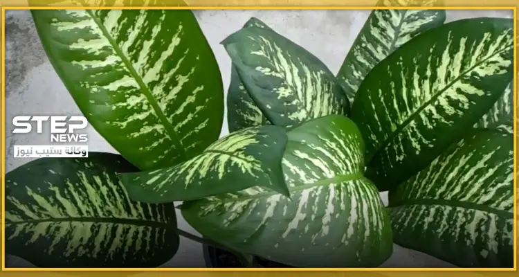 نباتات منزلية لاتحتاج للشمس...إليكم 10 أنواع تعطي لسكان المنزل راحة نفسية لامثيل لها: أخبار