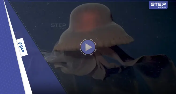 بالفيديو|| لحظات نادرة لرصد شبح عملاق في عمق البحر صادفتها غواصة استكشافية: أخبار