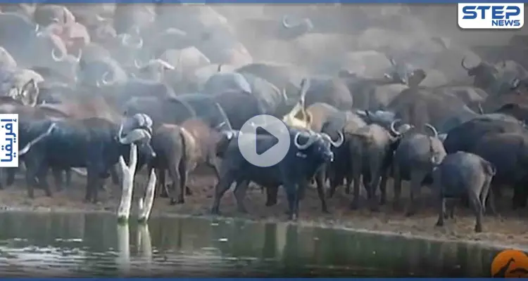 بالفيديو|| بمشهد نادر.. قطيع جاموس الماء يدوس على لبؤة حتى الموت والأسود تكتفي بالمراقبة: أخبار