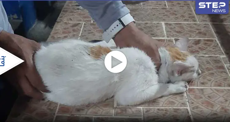 بالفيديو|| القبض على ألطف مهربي المخدرات.. قط يحاول اختراق السجن لنقل المواد الممنوعة إليه: أخبار