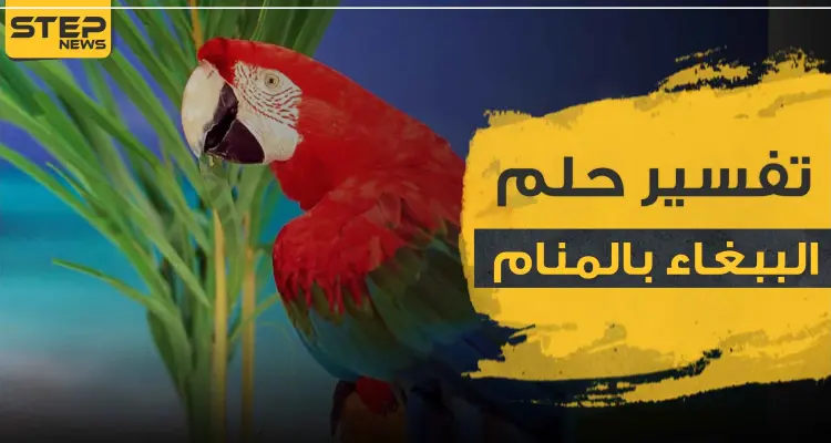 رؤية الببغاء في المنام تأويلها وتفسيرها بأكثر من رواية: أخبار