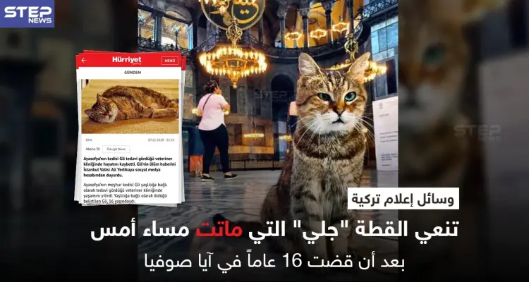 القطة "جلي" تودع آيا صوفيا بعد 16 عاماً فيه بالتزامن مع الانتخابات الأمريكية وانشغال الإعلام فيها: أخبار