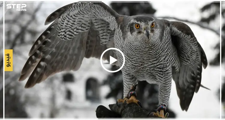 بالفيديو | بوتين يهدي الملك سلمان هدية نادرة: أخبار