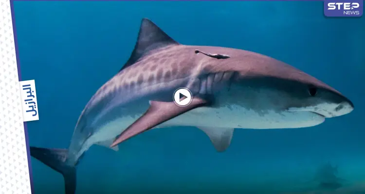 شاهد|| سمكة قرش تهاجم رجل برازيلي مخمور دخل البحر لقضاء حاجته وتنهي حياته (فيديو وصور): أخبار