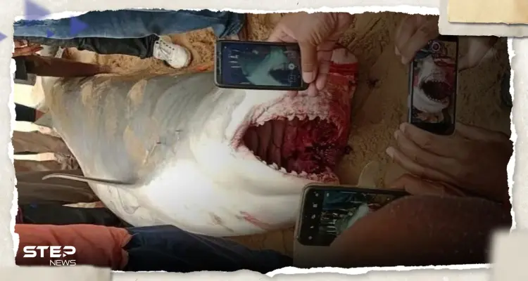 بعد العثور على نصف جسد السائح الروسي ببطنه.. شاهد ما فعلته السلطات المصرية بالقرش: أخبار