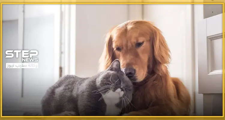 تعرّف على الحيوان الأليف الموجود في كل مكان والأكثر عرضة للإصابة ونقل كورونا: أخبار