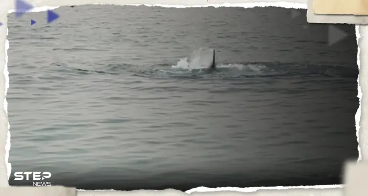 والد السائح الروسي ينشر صورة ابنه ويكشف كيف التهمه القرش بثوانٍ.. وعلاء مبارك يوضح الأسباب: أخبار