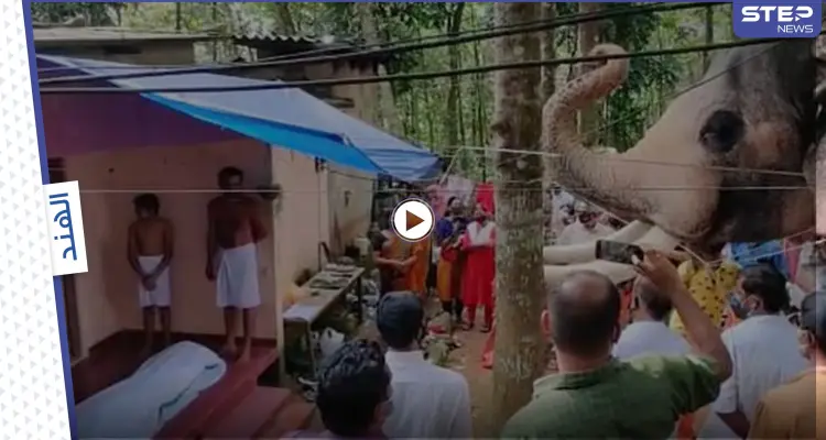 بالفيديو|| لحظة حزينة لفيل وهو يودع مدربه ويلقي عليه التحية الأخيرة: أخبار