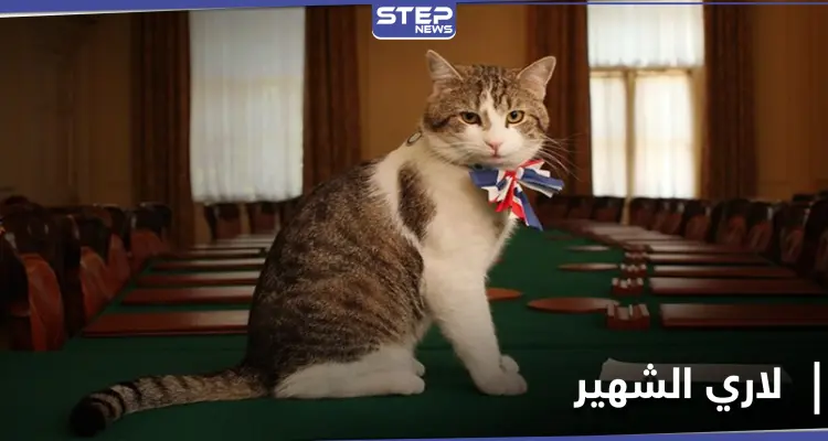 من هو لاري.. أول قط يمتلك منصباً في رئاسة الوزراء البريطانية: أخبار