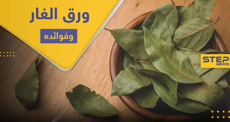 فوائد ورق الغار المبهرة منها الوقاية من الجلطات المفاجئة.. إليك 10 منها: أخبار