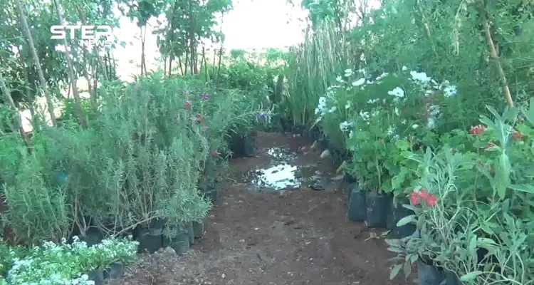 صعوبات تواجه أصحاب مهنة "المشاتل" بعد نزوح أهالي ريفي حماة وإدلب: أخبار