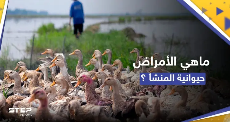 لماذا تتزايد الأمراض التي تنتقل من الحيوانات إلى البشر.. دراسة تجيب: أخبار