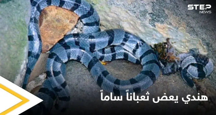 هندي يعض ثعبان سام ويقبض عليه بأسنانه حتى الموت انتقاماً منه وتعليقه على الحادثة: أخبار