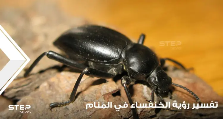 تفسير رؤية الخنفساء في المنام باختلاف أحوالها عند أغلب المعبرين: أخبار