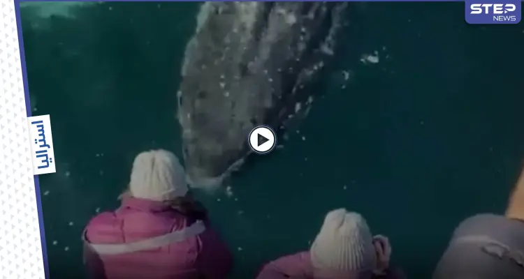 بالفيديو|| في مشهد مذهل.. حوت عملاق يقترب من السياح ويطلق من أنفه ألوان قوس قزح: أخبار