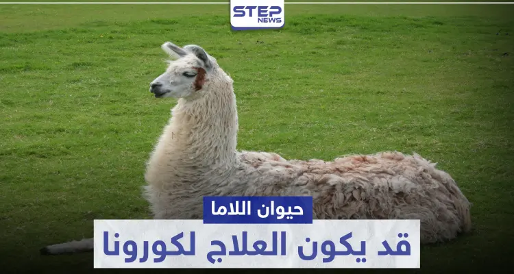 قد يكون العلاج.. حيوان "اللاما" ينتج أجسام مضادة لفيروس كورونا: أخبار