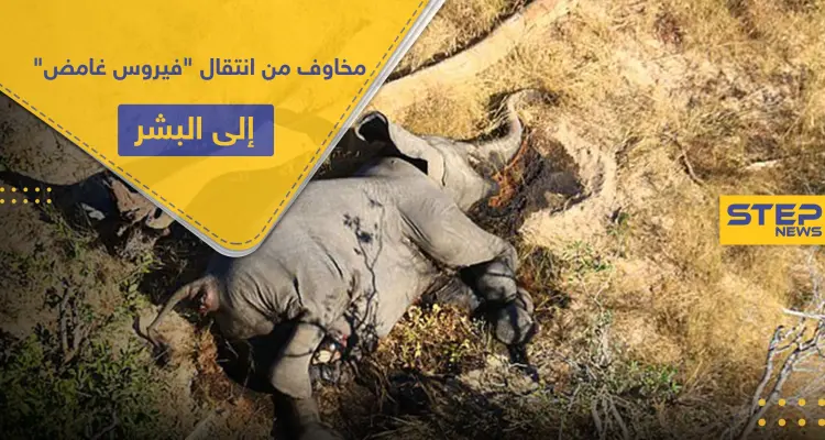 شكوك حول "فيروس غامض" أودى بحياة الفيلة بإفريقيا.. ومخاوف من انتقاله إلى البشر: أخبار