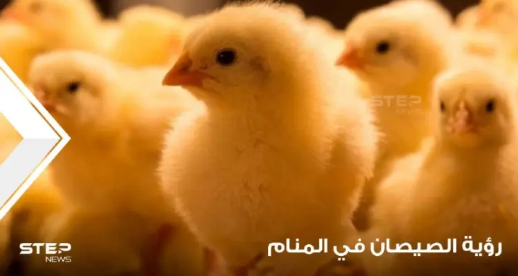 رؤية الصيصان في المنام ودلالة اختلاف ألوانها عند المعبرين: أخبار