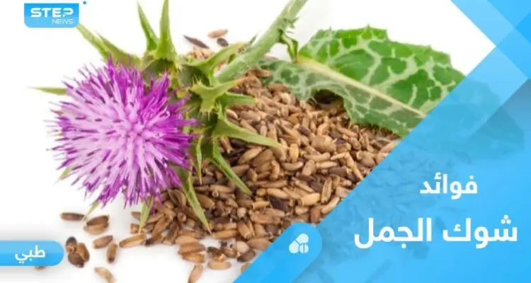 تعرف على عشبة شوك الجمل وفوائدها الصحية العديدة: أخبار