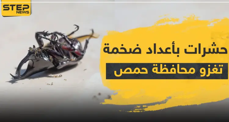 حشرات بأعداد ضخمة تغزو محافظة حمص وسط سوريا.. والتفاصيل!: أخبار