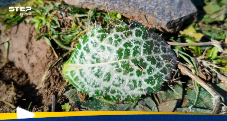 إسرائيل ترش مادة مجهولة بالقنيطرة