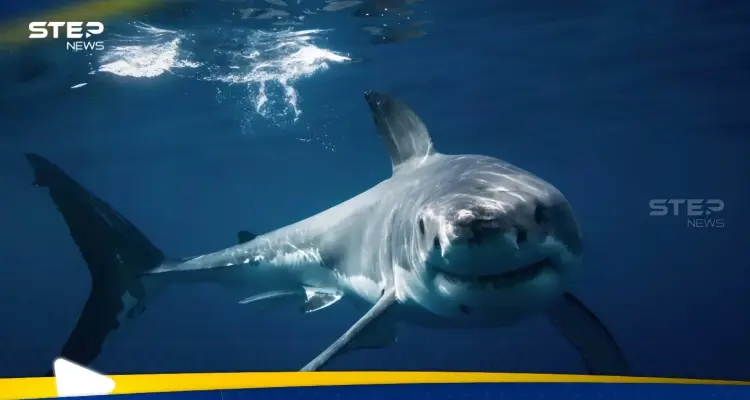 بالصور|| سياح يوقفون قرشا أبيض يلتهم حوتا في كندا: أخبار