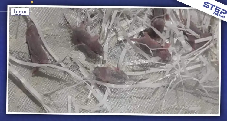 فئران حديثة الولادة داخل أكياس الطحين بحماة.. وأصحاب المخابز غاضبون!: أخبار