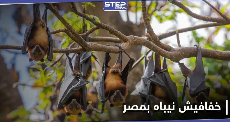 خفافيش نيباه في مصر والسلطات تحسم الجدل حول انتشار الفيروس الجديد: أخبار