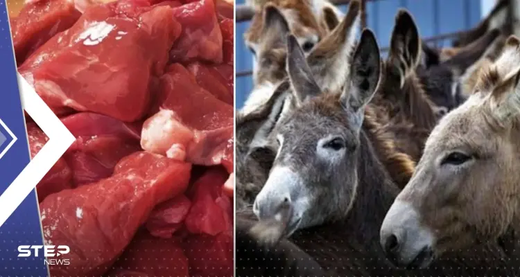 بعد أن أثار إعلامي مصري جدلاً حول مشروعية أكل لحم الحمير والخيل.. شيخ أزهري يرد: أخبار