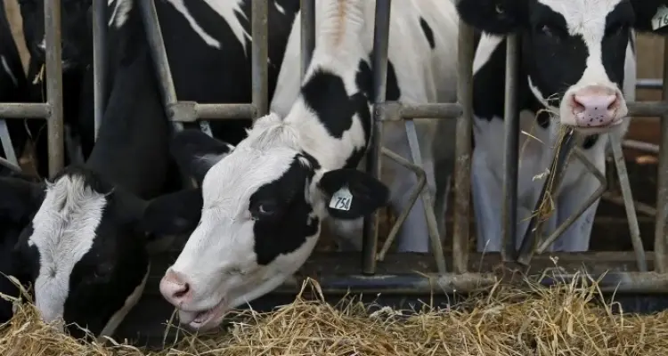 العقود الآجلة للماشية.. 4 معلومات هامة يجب عليك معرفتها قبل البدء بتداولها: أخبار