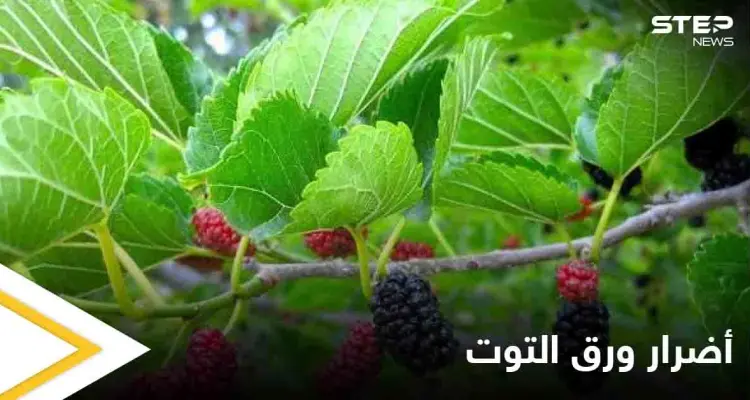 نصائح لمرضى السكري.. هذه الطريقة الأفضل لاستخدام ورق التوت: أخبار