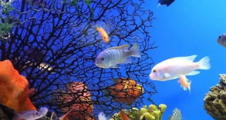 تفسير رؤية السمك في المنام بكافة انواعه واشكاله لابن سيرين: أخبار