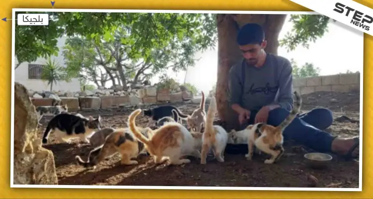 ملجأ للحيوانات في بلجيكا يتّخذ قرارات من أجل قطط سوريا..: أخبار