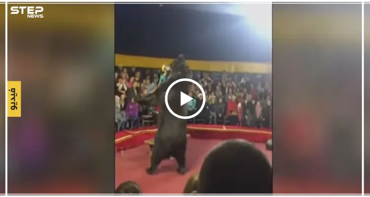 بالفيديو... في مشهدٍ خطير دب يهاجم مدربه خلال عرض سيرك: أخبار