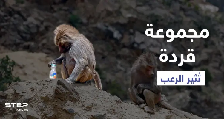 بالفيديو|| مجموعة قردة تثير الرعب في السعودية خلال عبثها وبحثها عن الطعام في مناطق مأهولة بالسكان: أخبار