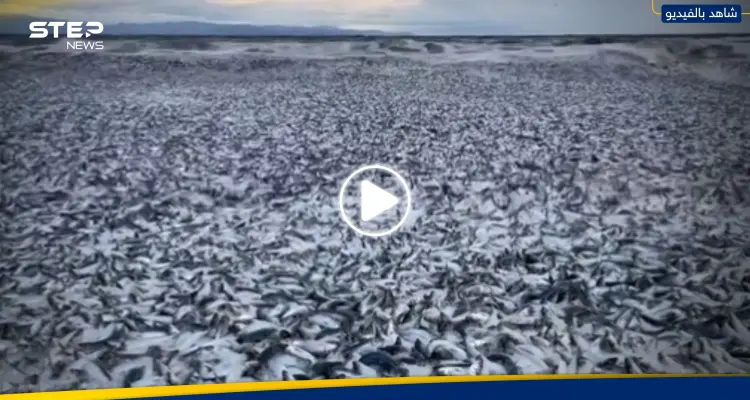 "بمشهد رهيب".. أعداد هائلة من الأسماك النافقة تطفو على طول ساحل شمال اليابان (فيديو): أخبار