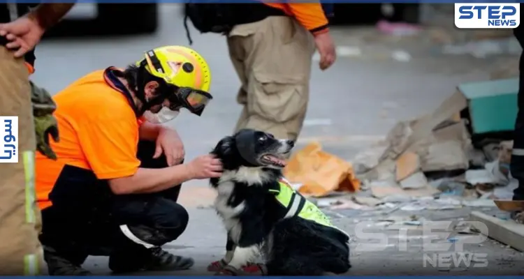 بالفيديو|| الكلب فلاش بات بطلاً بعيون اللبنانيين بعد اكتشافه شخصاً تحت الركام.. تعرف عليه: أخبار