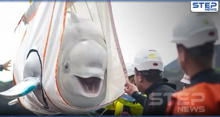 بالفيديو|| ردّة فعل طريفة لاثنين من الحيتان البيضاء النادرة أعيدا للبحر بعد غياب 9 سنوات: أخبار