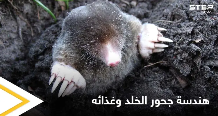 يتبع هندسة منظمة لجحوره ويقسمها إلى غرف عدة.. حياة الخلد السرية تحت الأرض وحقيقة نظامه الغذائي الذي لا يحتوي النباتات: أخبار