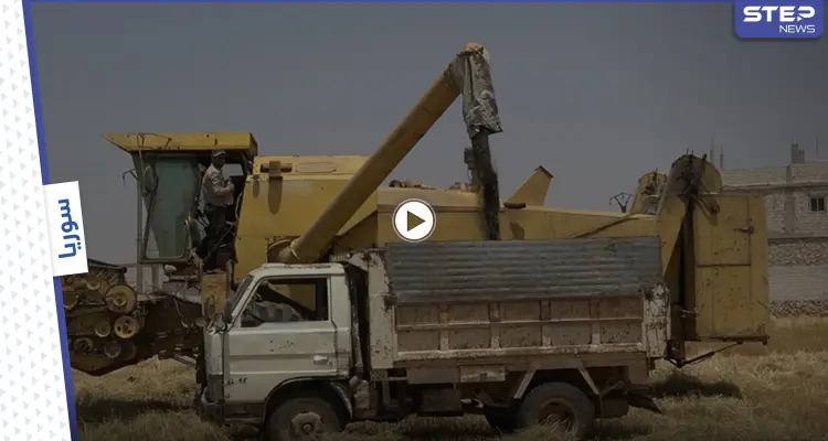 عدسة ستيب ترصد بدء موسم الحصاد في شمال محافظة إدلب: أخبار