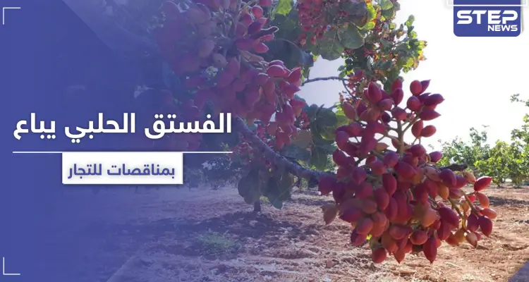 الفستق الحلبي بريفي حماة وإدلب يباع بمناقصات للتجار.. وأصحابه يأكلهم الفقر بالمخيمات: أخبار
