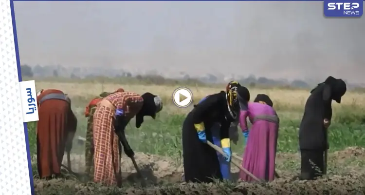 لجوء النساء إلى أعمال الزراعة في شمال شرق سوريا بسبب تردي الوضع المعيشي: أخبار
