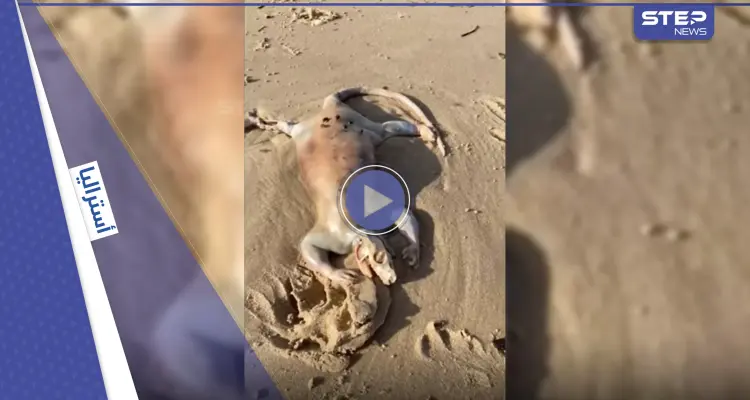 بالفيديو|| يشبه الديناصور.. شاب أسترالي يعثر على كائن غريب على شاطئ البحر وصفه بـ"الفضائي": أخبار