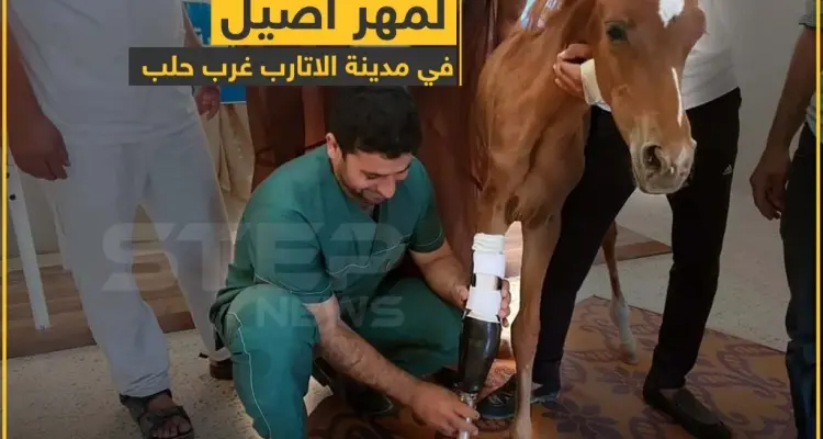 تركيب طرف صناعي لمهر أصيل في مدينة الأتارب غرب حلب: أخبار