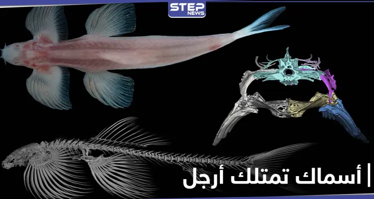 بالصور|| اكتشاف علمي حديث.. هذه الأنواع من الأسماك تمتلك أرجل وتمشي على الأرض: أخبار