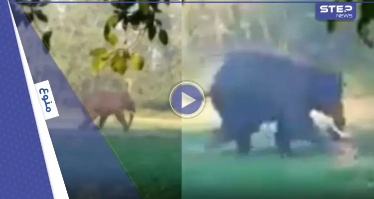 بالفيديو|| فيل بري غاضب يلاحق رجل وسط الحقول ويعتدي عليه بوحشية مثيراً ذعر سكان المنطقة الذين وثقوا الحادثة: أخبار